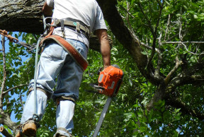 Tree Trimming