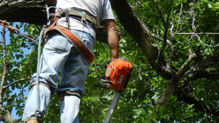 Tree Trimming