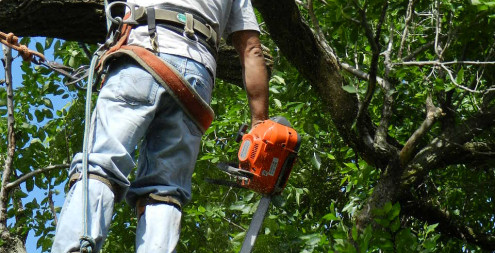 Tree Trimming