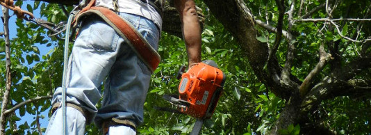 Tree Trimming