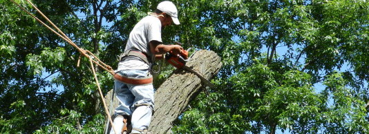 Tree-Removal