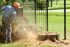 Stump Grinding